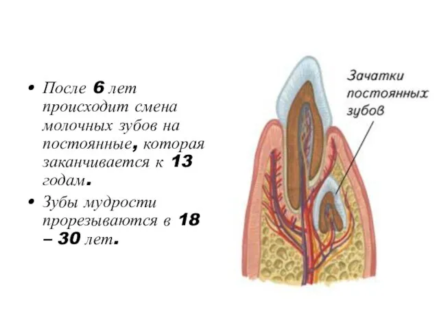 После 6 лет происходит смена молочных зубов на постоянные, которая