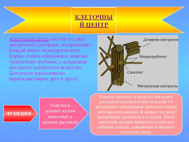 Клеточный центр состоит из двух центриолей (дочерняя, материнская). Каждая имеет