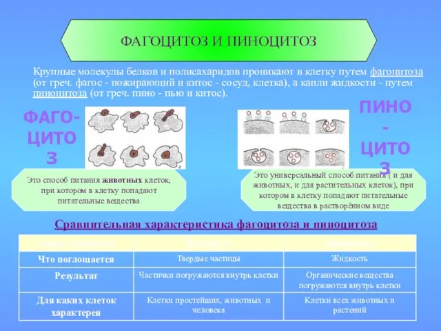 Сравнительная характеристика фагоцитоза и пиноцитоза ФАГОЦИТОЗ И ПИНОЦИТОЗ Крупные молекулы