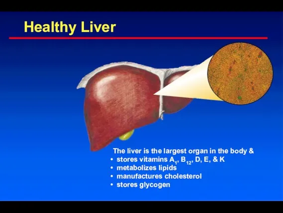 Healthy Liver The liver is the largest organ in the