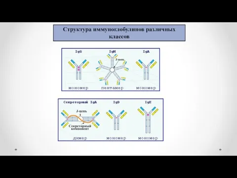 Структура иммуноглобулинов различных классов