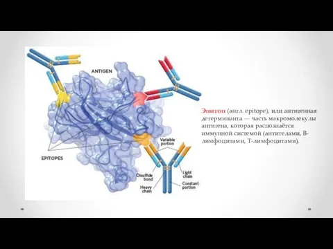 Эпитоп (англ. epitope), или антигенная детерминанта — часть макромолекулы антигена, которая распознаётся иммунной