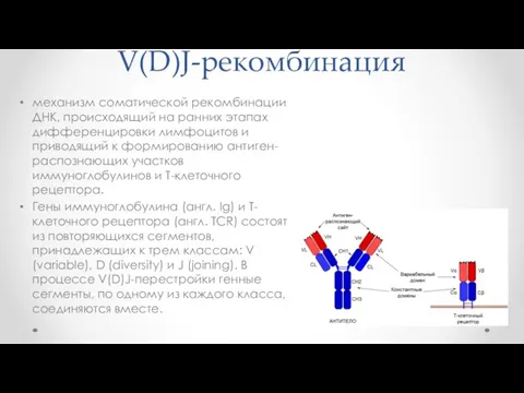 V(D)J-рекомбинация механизм соматической рекомбинации ДНК, происходящий на ранних этапах дифференцировки лимфоцитов и приводящий