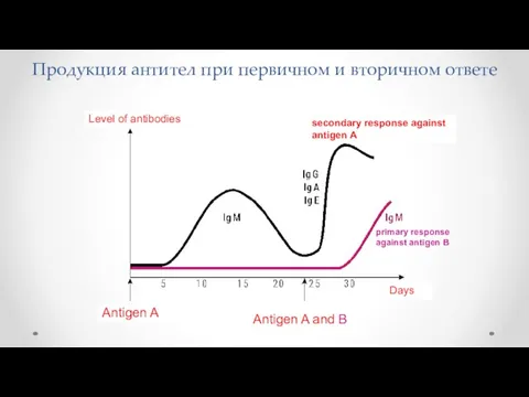 secondary response against antigen A Primary response against antigen A Level of antibodies