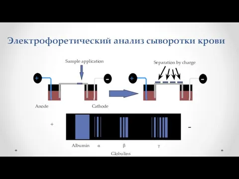 Электрофоретический анализ сыворотки крови - Sample application Anode Cathode - Separation by charge