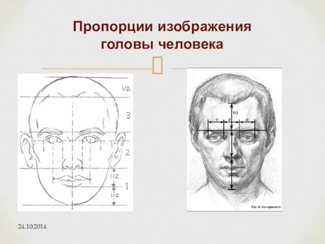 Пропорции изображения головы человека 24.10.2014
