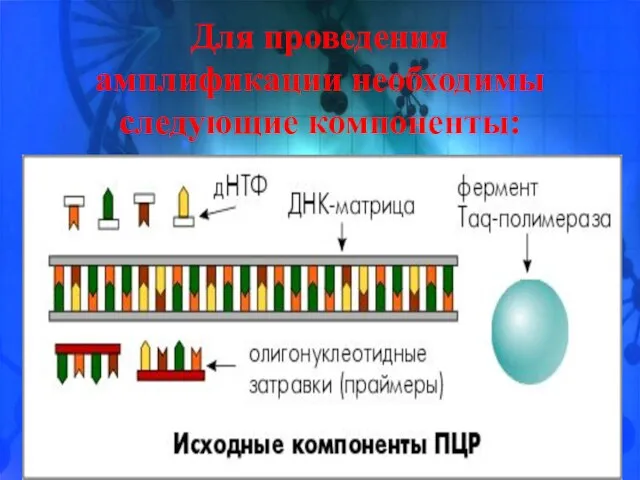 Для проведения амплификации необходимы следующие компоненты: