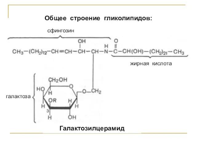 Общее строение гликолипидов: сфингозин жирная кислота галактоза Галактозилцерамид