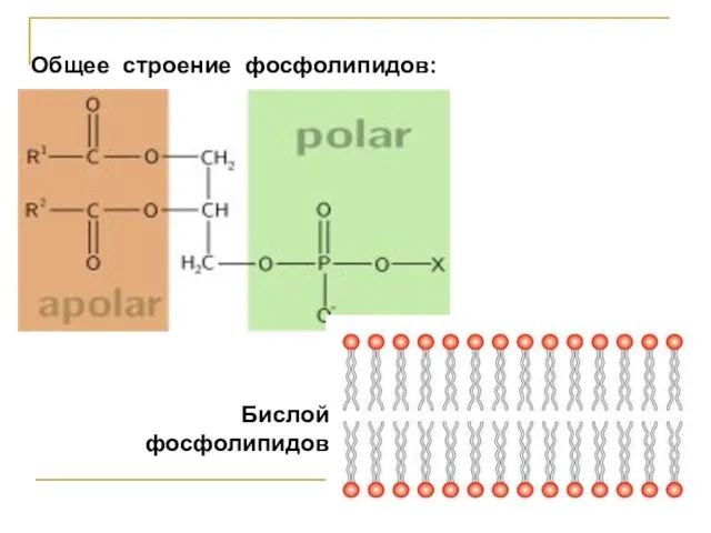 Общее строение фосфолипидов: Бислой фосфолипидов