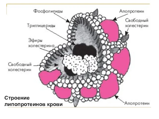 Строение липопротеинов крови