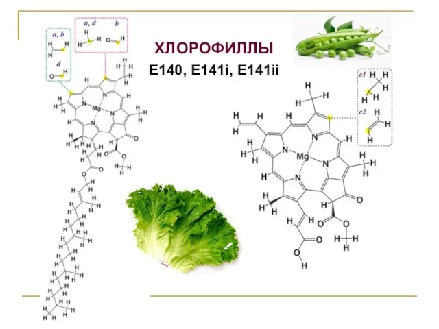 ХЛОРОФИЛЛЫ Е140, Е141i, Е141ii