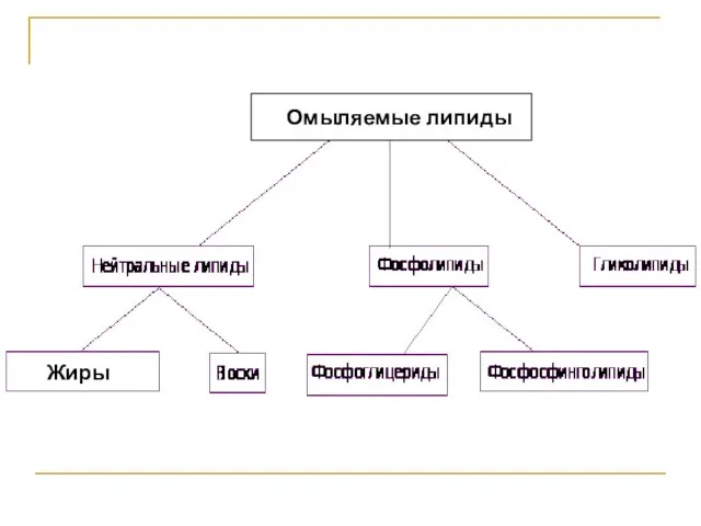 Жиры Омыляемые липиды