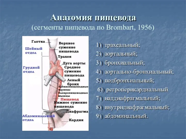 Анатомия пищевода (сегменты пищевода по Brombart, 1956) трахеальный; аортальный; бронхиальный; аортально-бронхиальный; подбронхиальный; ретроперикардиальный наддиафрагмальный; внутридиафрагмальный; абдоминальный.