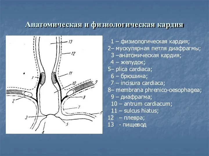 Анатомическая и физиологическая кардия – физиологическая кардия; – мускулярная петля диафрагмы; 3 –анатомическая