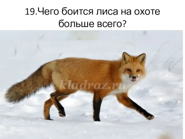19.Чего боится лиса на охоте больше всего?