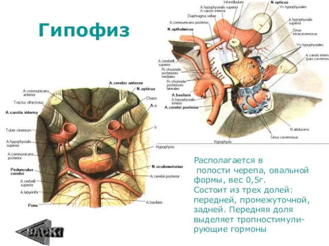 Гипофиз Располагается в полости черепа, овальной формы, вес 0,5г. Состоит