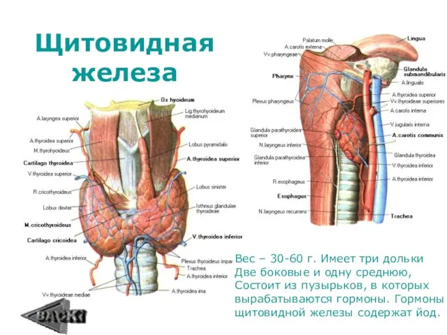 Щитовидная железа Вес – 30-60 г. Имеет три дольки Две