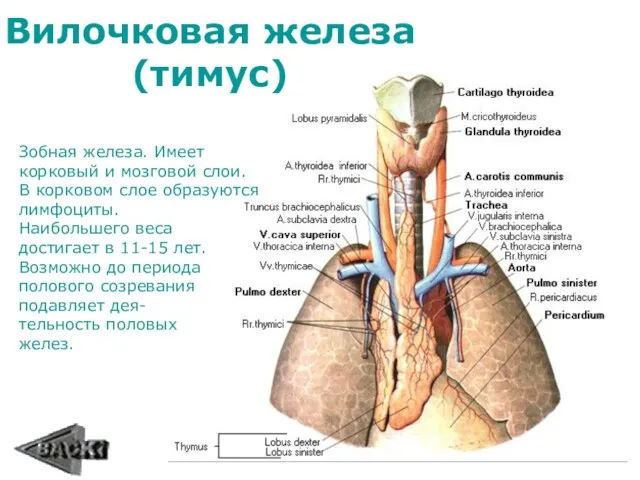 Вилочковая железа (тимус) Зобная железа. Имеет корковый и мозговой слои.