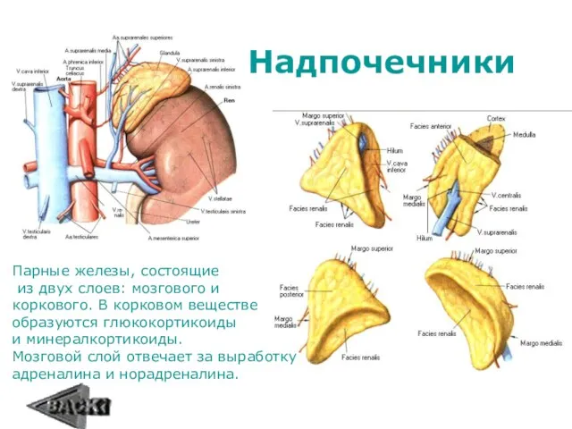 Надпочечники Парные железы, состоящие из двух слоев: мозгового и коркового.