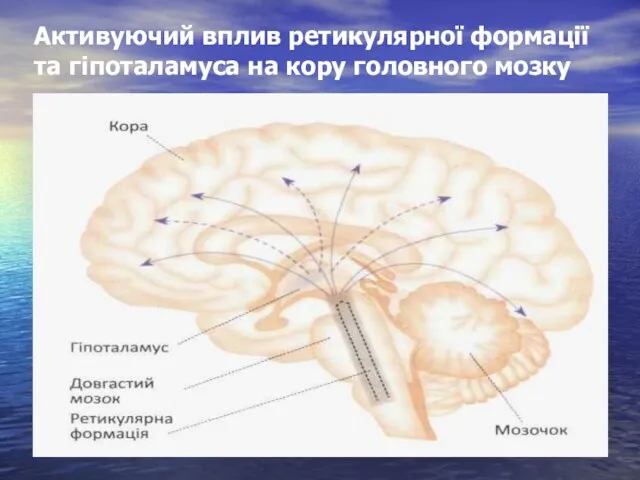 Активуючий вплив ретикулярної формації та гіпоталамуса на кору головного мозку