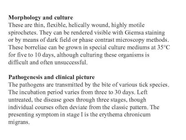Morphology and culture These are thin, flexible, helically wound, highly motile spirochetes. They