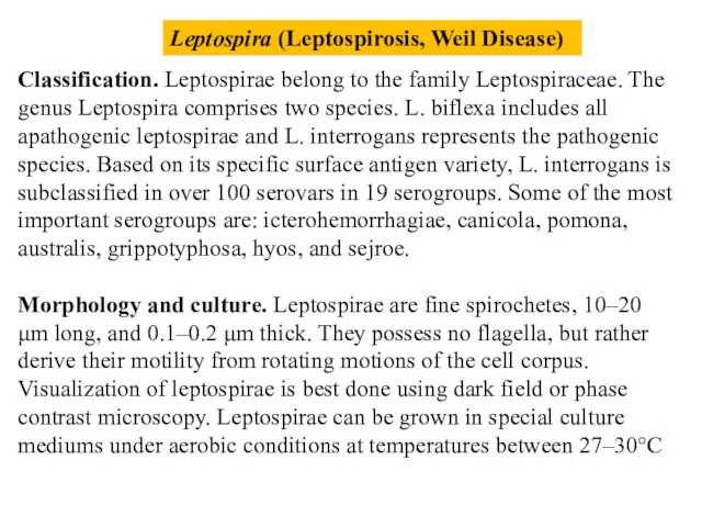 Leptospira (Leptospirosis, Weil Disease) Classification. Leptospirae belong to the family Leptospiraceae. The genus