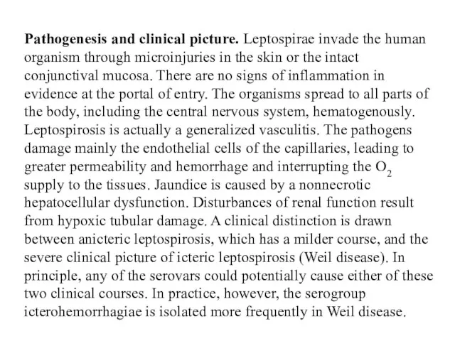 Pathogenesis and clinical picture. Leptospirae invade the human organism through microinjuries in the