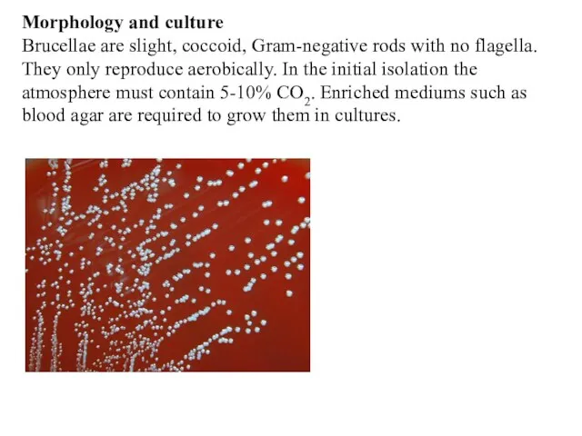 Morphology and culture Brucellae are slight, coccoid, Gram-negative rods with no flagella. They