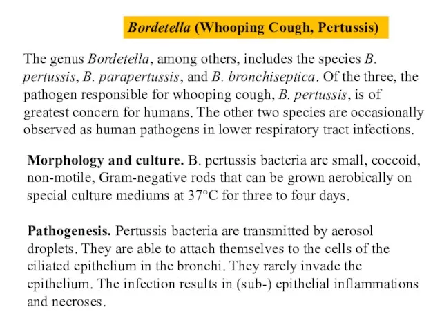 The genus Bordetella, among others, includes the species B. pertussis, B. parapertussis, and