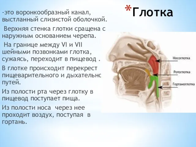 Глотка -это воронкообразный канал, выстланный слизистой оболочкой. Верхняя стенка глотки