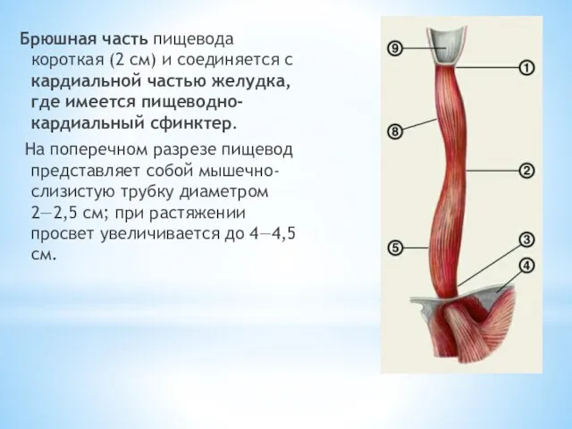 Брюшная часть пищевода короткая (2 см) и соединяется с кардиальной