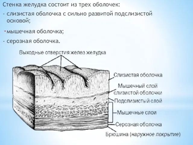 Стенка желудка состоит из трех оболочек: - слизистая оболочка с