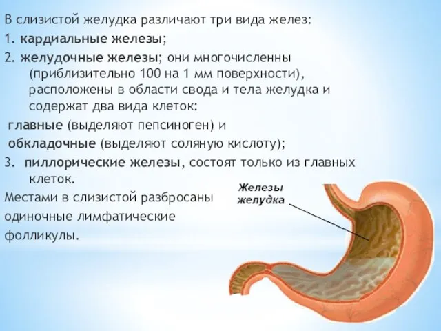 В слизистой желудка различают три вида желез: 1. кардиальные железы;