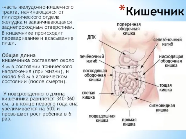 Кишечник -часть желудочно-кишечного тракта, начинающаяся от пиллорического отдела желудка и