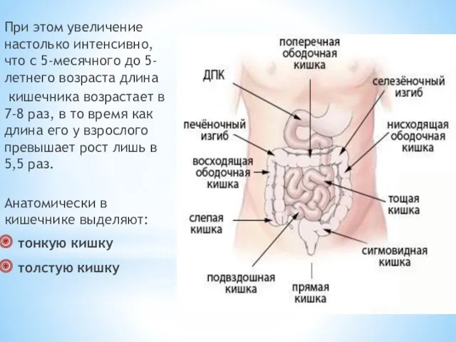 При этом увеличение настолько интенсивно, что с 5-месячного до 5-летнего