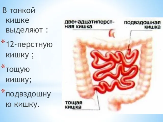 В тонкой кишке выделяют : 12-перстную кишку ; тощую кишку; подвздошную кишку.