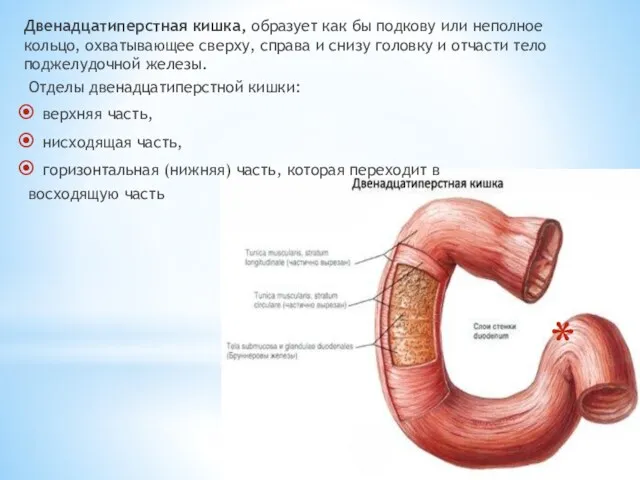 Двенадцатиперстная кишка, образует как бы подкову или неполное кольцо, охватывающее