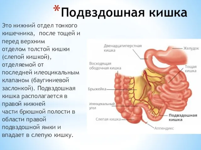 Подвздошная кишка Это нижний отдел тонкого кишечника, после тощей и