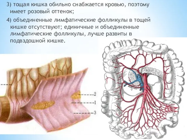 3) тощая кишка обильно снабжается кровью, поэтому имеет розовый оттенок;