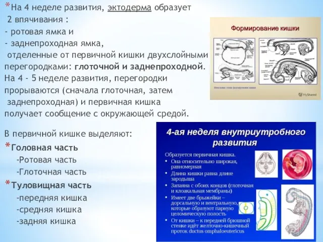 На 4 неделе развития, эктодерма образует 2 впячивания : -