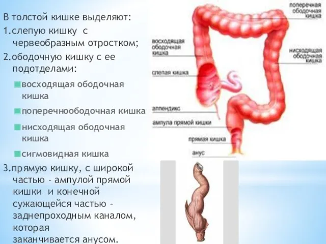 В толстой кишке выделяют: 1.слепую кишку с червеобразным отростком; 2.ободочную