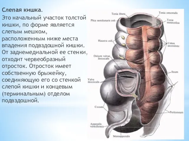 Слепая кишка. Это начальный участок толстой кишки, по форме является