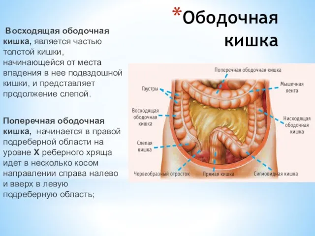 Ободочная кишка Восходящая ободочная кишка, является частью толстой кишки, начинающейся