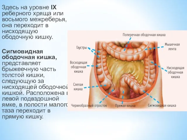 Здесь на уровне IX реберного хряща или восьмого межреберья, она