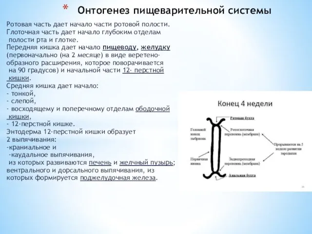 Ротовая часть дает начало части ротовой полости. Глоточная часть дает