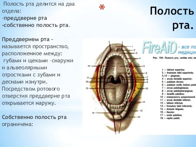 Полость рта. Полость рта делится на два отдела: -преддверие рта