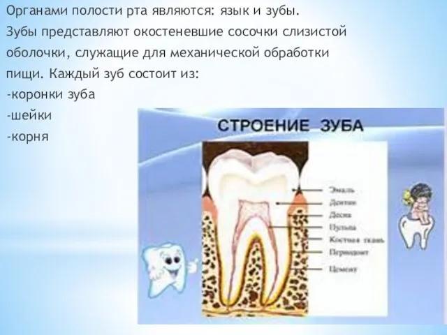 Органами полости рта являются: язык и зубы. Зубы представляют окостеневшие