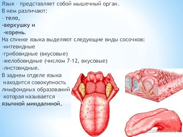 Язык – представляет собой мышечный орган. В нем различают: -