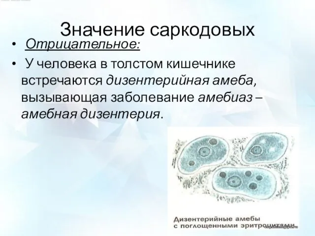 Значение саркодовых Отрицательное: У человека в толстом кишечнике встречаются дизентерийная