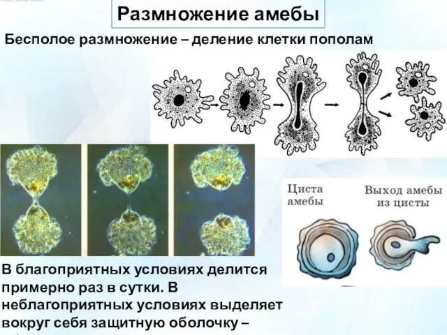 Размножение амебы Бесполое размножение – деление клетки пополам В благоприятных